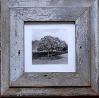 scottish tree - sepia print framed in vintage barn wood - finally!